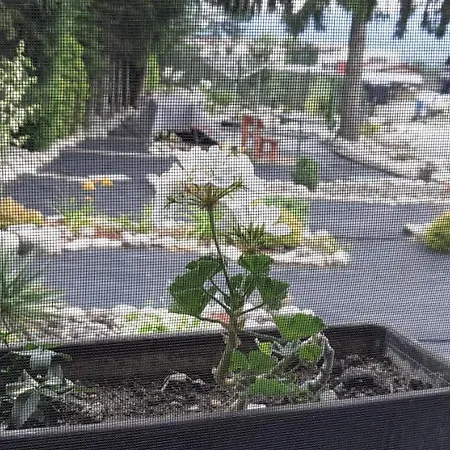 Yvet Apartman Szucsány